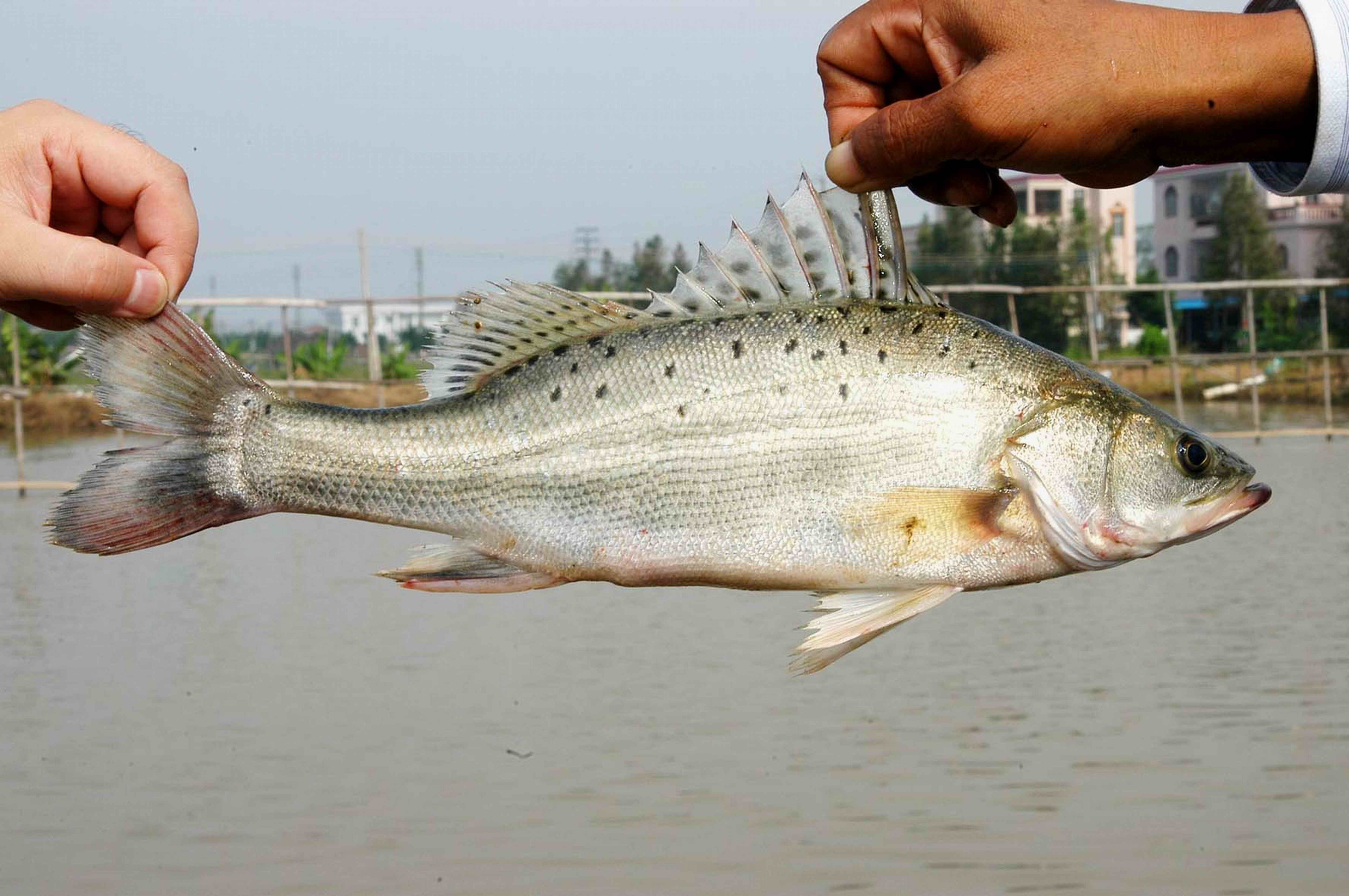 魚.png
