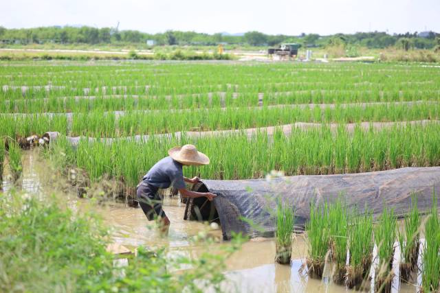 更多年輕人回到農(nóng)村施展抱負。  南方+ 關銘榮 拍攝